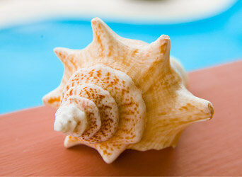 Queen conch shell on a wooden table