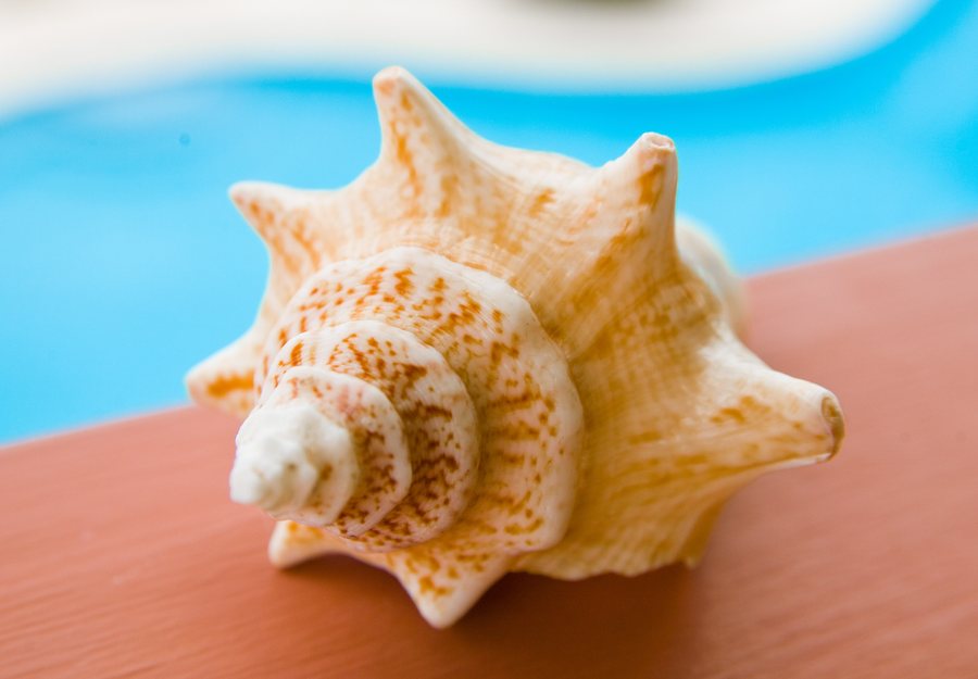 Flora of Turks and Caicos