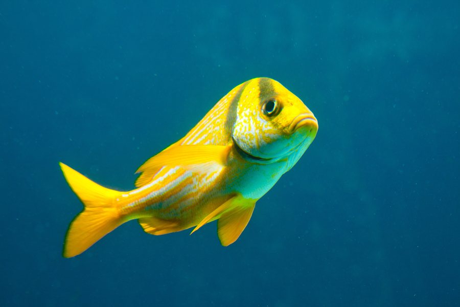 Tropical fish